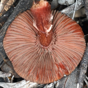 Tubaria rufofulva at Ainslie, ACT - 10 Apr 2020