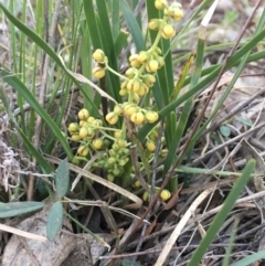 Lomandra filiformis (Wattle Mat-rush) at Mount Ainslie - 15 May 2020 by JaneR