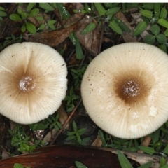 Unidentified Cap on a stem; gills below cap [mushrooms or mushroom-like] at Majura, ACT - 10 Apr 2020 by jbromilow50