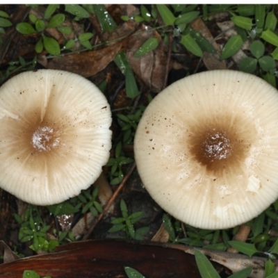 Unidentified Cap on a stem; gills below cap [mushrooms or mushroom-like] at Majura, ACT - 10 Apr 2020 by jbromilow50