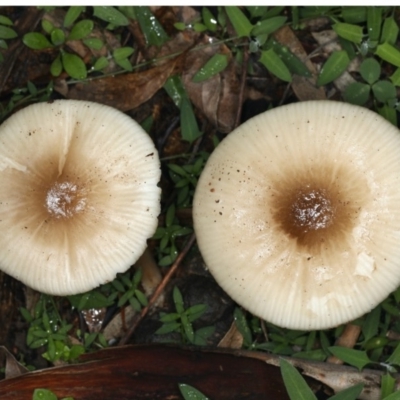 Mycena sp. at Mount Ainslie - 10 Apr 2020 by jb2602