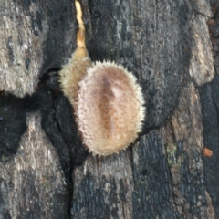 Lentinus fasciatus (Hairy Trumpet) at Ainslie, ACT - 10 Apr 2020 by jb2602