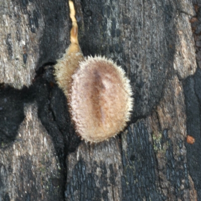 Lentinus fasciatus (Hairy Trumpet) at Ainslie, ACT - 10 Apr 2020 by jbromilow50