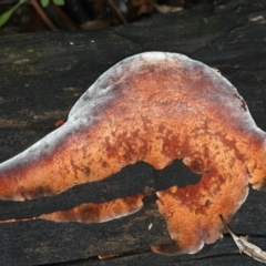 Unverified Pored or somewhat maze-like on underside [bracket polypores] at Majura, ACT - 10 Apr 2020 by jb2602