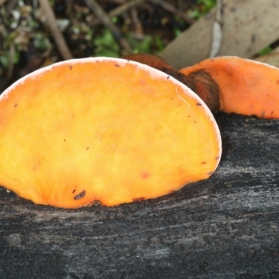 Trametes coccinea at Majura, ACT - 10 Apr 2020 by jb2602