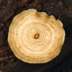 Lentinus arcularius at Ainslie, ACT - 10 Apr 2020