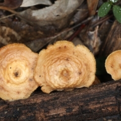 Lentinus arcularius at Ainslie, ACT - 10 Apr 2020