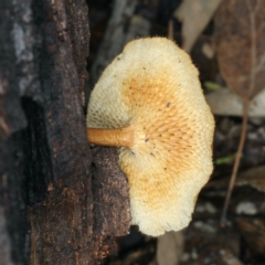 Lentinus arcularius at Ainslie, ACT - 10 Apr 2020 03:30 PM