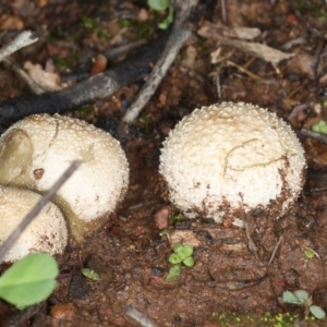 zz puffball at Majura, ACT - 10 Apr 2020 03:42 PM