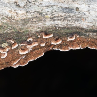 Xylobolus illudens (Purplish Stereum) at Mount Ainslie - 10 Apr 2020 by jb2602