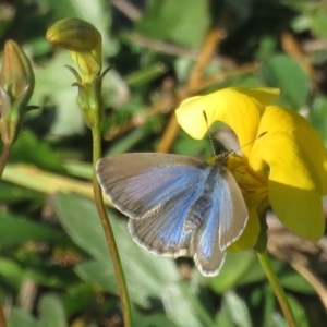 Zizina otis at Symonston, ACT - 14 May 2020 01:43 PM