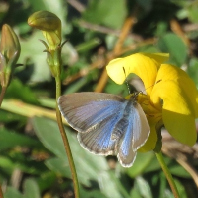 Zizina otis (Common Grass-Blue) at Callum Brae - 14 May 2020 by RobParnell