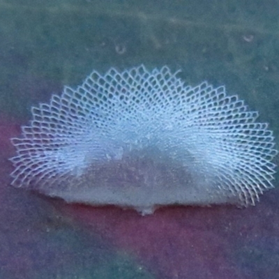 Cardiaspina albitextura (White Lace Lerp) at Symonston, ACT - 14 May 2020 by RobParnell