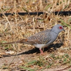 Geopelia cuneata (Diamond Dove) at Stromlo, ACT - 8 Dec 2006 by Harrisi