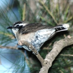 Chrysococcyx osculans (Black-eared Cuckoo) at Uriarra Recreation Reserve - 8 Oct 2007 by Harrisi