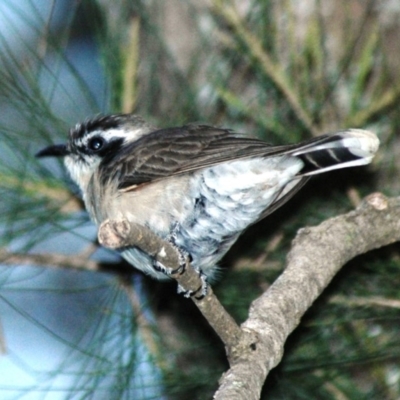 Chrysococcyx osculans (Black-eared Cuckoo) at Uriarra Recreation Reserve - 8 Oct 2007 by Harrisi