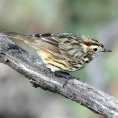 Pyrrholaemus sagittatus at Stromlo, ACT - 11 May 2007