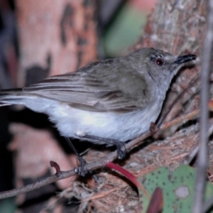 Gerygone fusca at Duffy, ACT - 30 Oct 2007 06:32 PM