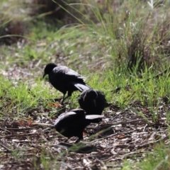 Corcorax melanorhamphos (White-winged Chough) at Cook, ACT - 12 May 2020 by Tammy