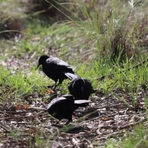 Corcorax melanorhamphos at Cook, ACT - 12 May 2020 12:40 PM