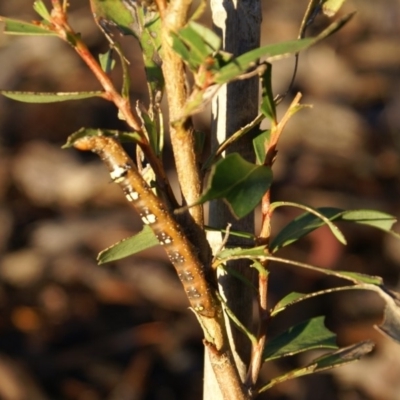 Oenochroma vinaria (Pink-bellied Moth, Hakea Wine Moth) at Cook, ACT - 28 Apr 2007 by Tammy