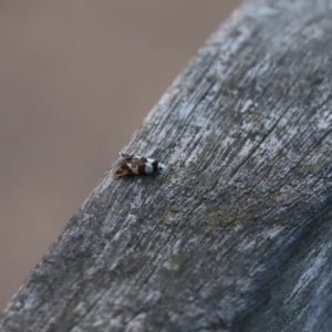 Olbonoma triptycha at Cook, ACT - 28 Nov 2019 02:56 PM