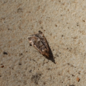 Achyra affinitalis at Cook, ACT - 31 Mar 2020 01:06 PM