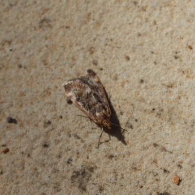 Achyra affinitalis (Cotton Web Spinner, Pyraustinae) at Cook, ACT - 31 Mar 2020 by Tammy