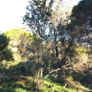 Banksia integrifolia subsp. integrifolia at Tura Beach, NSW - 15 May 2020