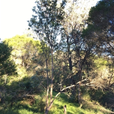 Banksia integrifolia subsp. integrifolia (Coast Banksia) at North Tura Coastal Reserve - 15 May 2020 by Carine