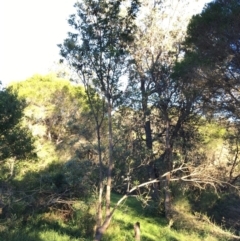 Banksia integrifolia subsp. integrifolia (Coast Banksia) at North Tura Coastal Reserve - 15 May 2020 by Carine