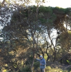 Banksia integrifolia subsp. integrifolia (Coast Banksia) at North Tura Coastal Reserve - 15 May 2020 by Carine