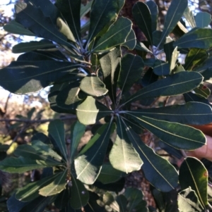 Banksia integrifolia subsp. integrifolia at North Tura - 15 May 2020