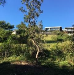 Banksia integrifolia subsp. integrifolia (Coast Banksia) at North Tura Coastal Reserve - 15 May 2020 by Carine