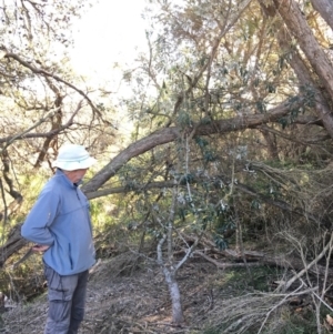 Banksia integrifolia subsp. integrifolia at North Tura - 15 May 2020