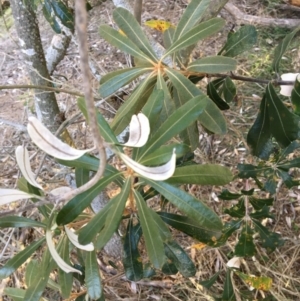 Banksia integrifolia subsp. integrifolia at North Tura - 15 May 2020 01:09 PM