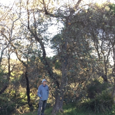 Banksia integrifolia subsp. integrifolia (Coast Banksia) at North Tura Coastal Reserve - 15 May 2020 by Carine