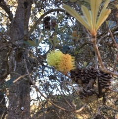Banksia integrifolia subsp. integrifolia at Tura Beach, NSW - 15 May 2020