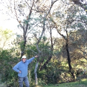 Banksia integrifolia subsp. integrifolia at North Tura - 15 May 2020 12:57 PM