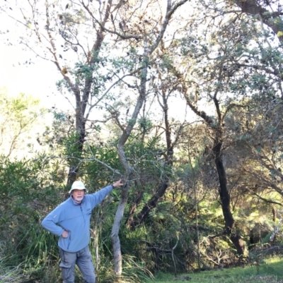 Banksia integrifolia subsp. integrifolia (Coast Banksia) at North Tura - 15 May 2020 by Carine