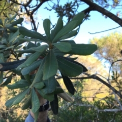 Banksia integrifolia subsp. integrifolia at North Tura - 15 May 2020