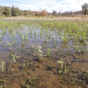 Persicaria lapathifolia at Greenway, ACT - 22 Jan 2020