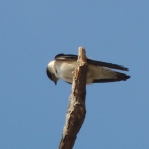 Petrochelidon nigricans at Greenway, ACT - 22 Jan 2020