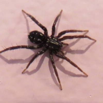 Nyssus albopunctatus (White-spotted swift spider) at Flynn, ACT - 13 May 2020 by Christine