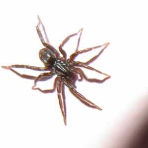 Nyssus albopunctatus at Flynn, ACT - 13 May 2020