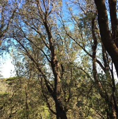 Banksia integrifolia subsp. integrifolia (Coast Banksia) at North Tura - 15 May 2020 by Carine