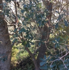 Banksia integrifolia subsp. integrifolia (Coast Banksia) at North Tura Coastal Reserve - 15 May 2020 by Carine