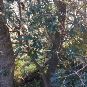 Banksia integrifolia subsp. integrifolia at North Tura - 15 May 2020 01:43 PM