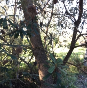Banksia integrifolia subsp. integrifolia at North Tura - 15 May 2020