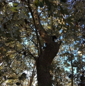 Banksia integrifolia subsp. integrifolia at North Tura - 15 May 2020